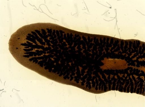 Procotyla fluviatilis