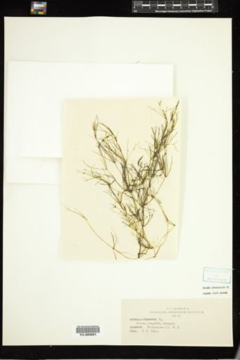 Nitella flexilis