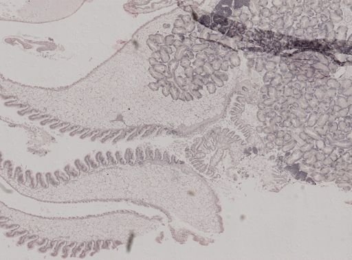 Crassostrea virginica