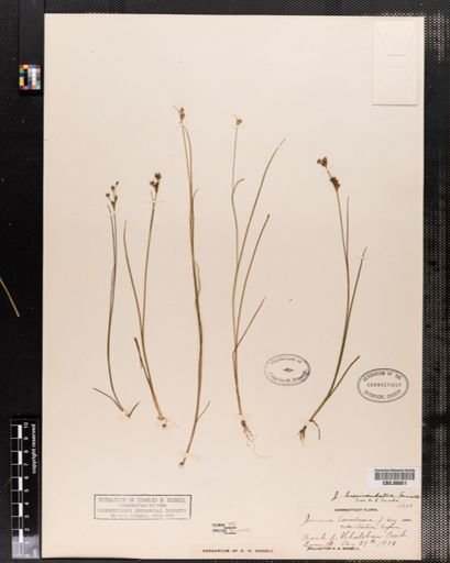 Juncus brevicaudatus
