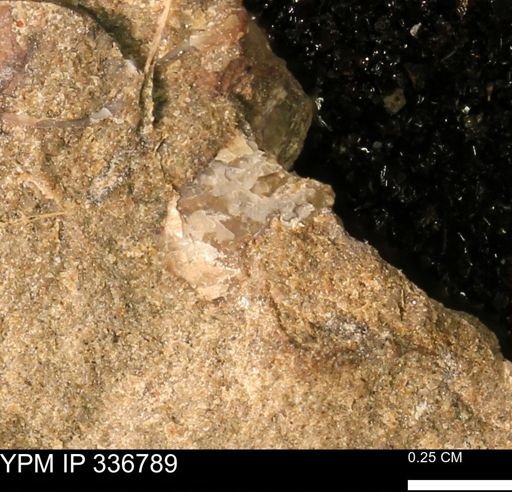 undet. Mollusca