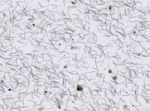 Niphates lunisimilis