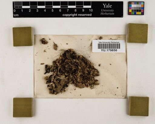 Plantae
