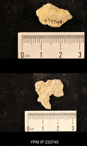 Archaeocidaris sp.