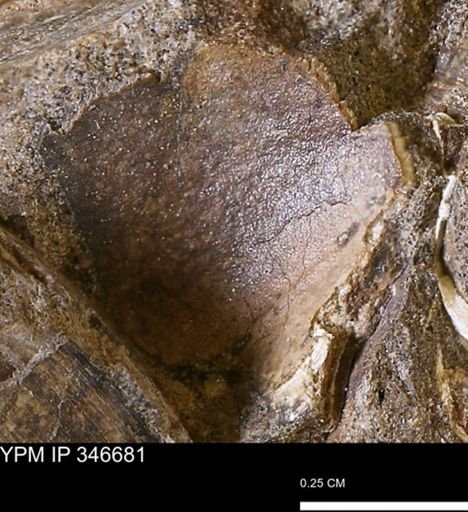 undet. Mollusca