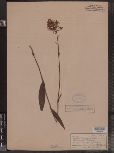 Habenaria ciliaris
