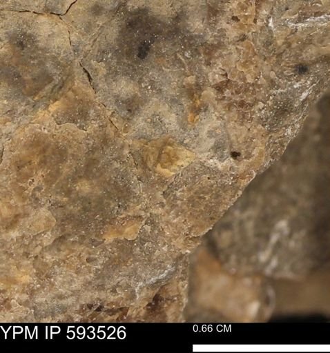 taxon undetermined