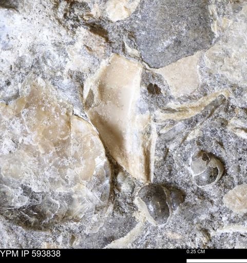 undet. Mollusca