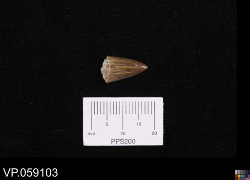 Apateodus sp.