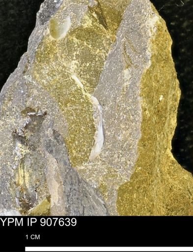 undet. Mollusca