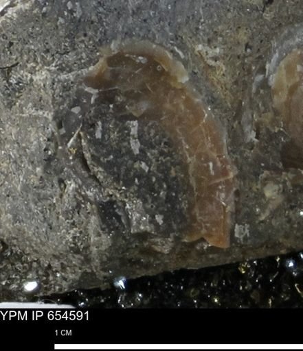 undet. Bivalvia