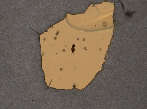 Dicranophorus epicharis