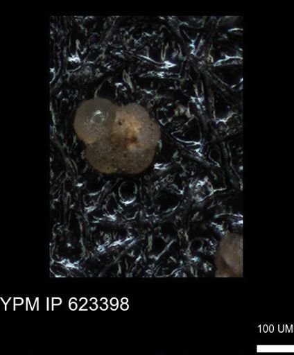 undet. Globigerinina