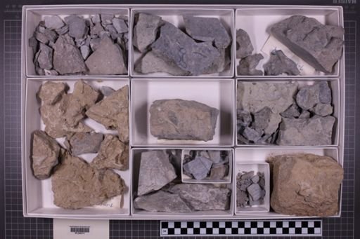 mixed taxa, stratigraphic collection