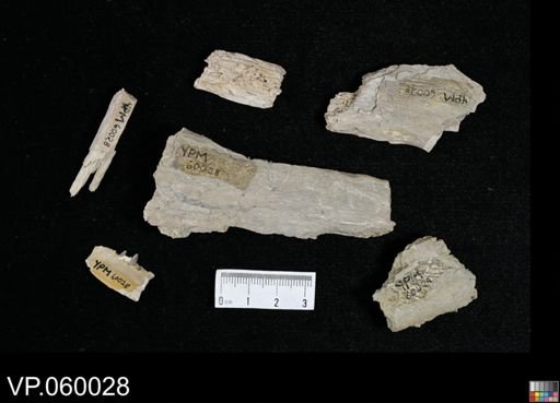 undet. Ichthyodectidae