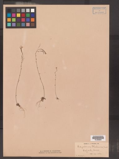 Arabidopsis thaliana