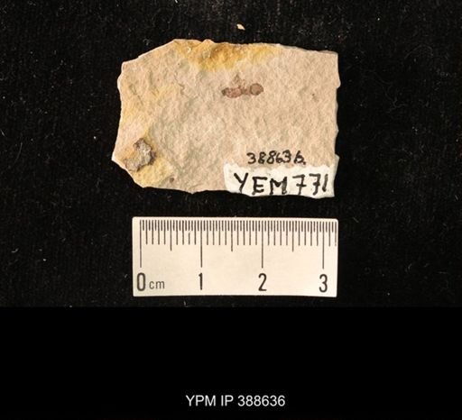 Hymenoptera