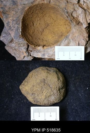 undet. Echinodermata
