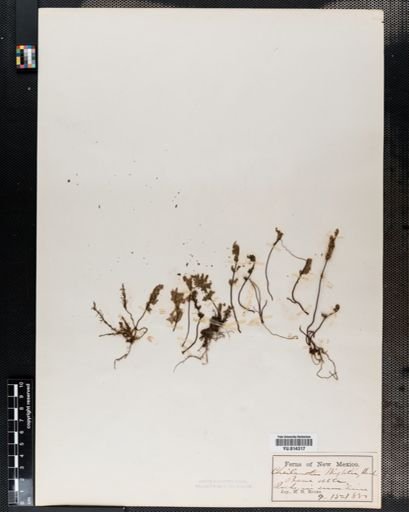 Cheilanthes