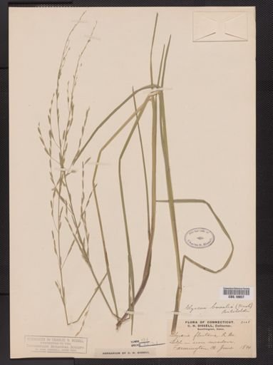 Glyceria borealis