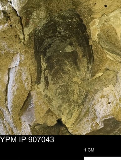 Pseudoptera sp.