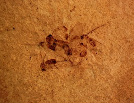 undet. Diptera