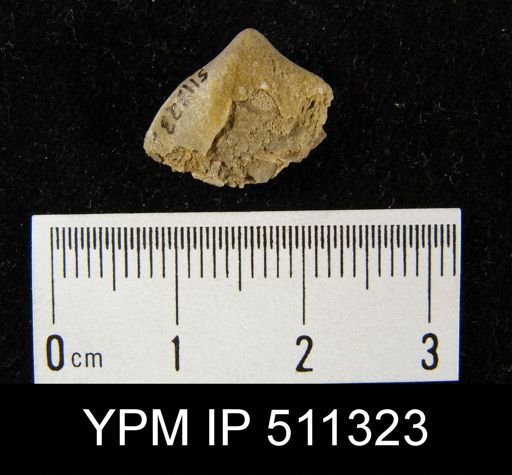 undet. Rhynchonellida