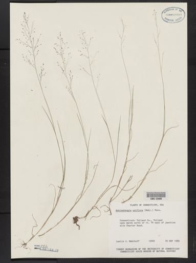 Muhlenbergia uniflora