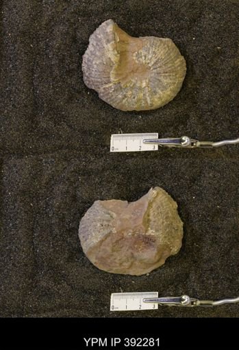Baculites sp.
