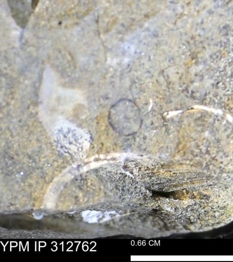 undet. Bivalvia