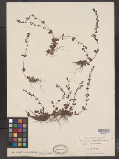 Veronica serpyllifolia