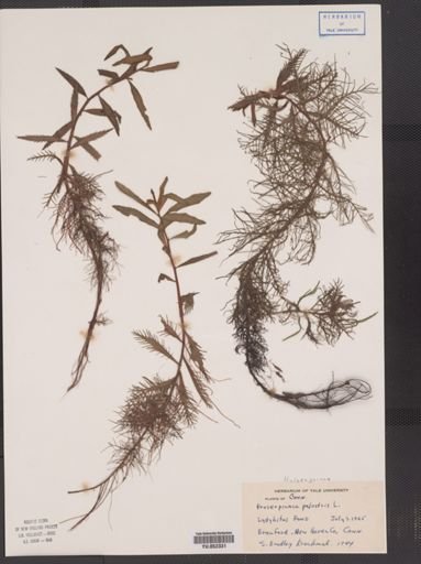 Proserpinaca palustris