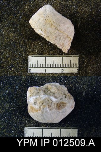 Spirifer mexicanus latus