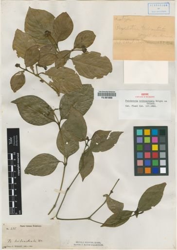 Psychotria tribracteata