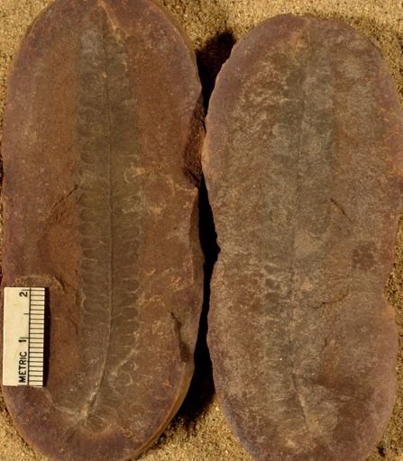 Pecopteris