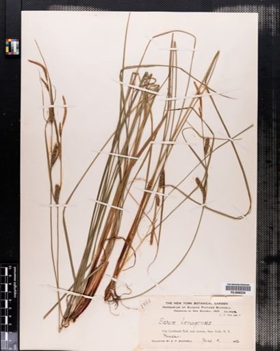 Carex lanuginosa