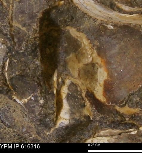 Protocardia subquadrata