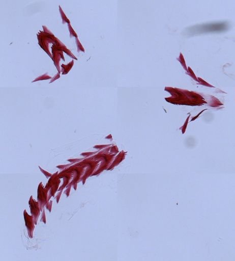 Flabellina verrucosa
