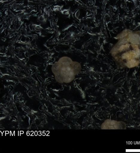undet. Rugoglobigerinidae