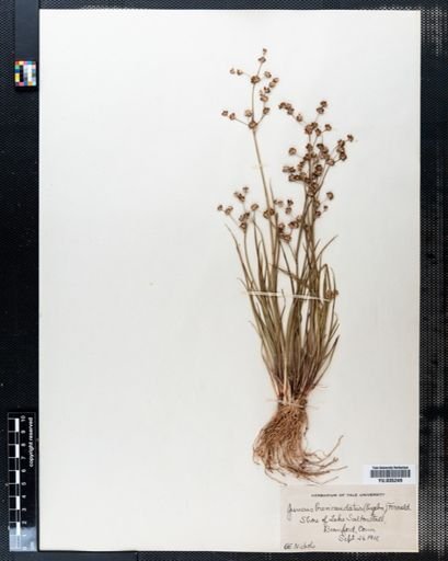 Juncus brevicaudatus