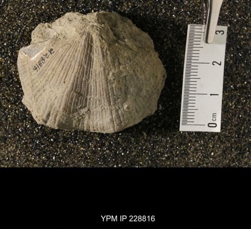 Neospirifer sp.