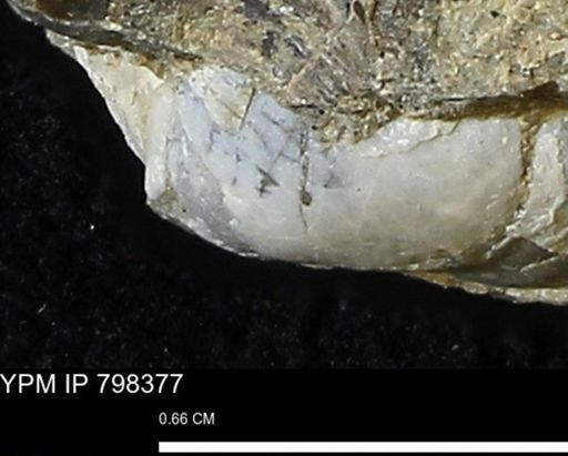 Mollusca