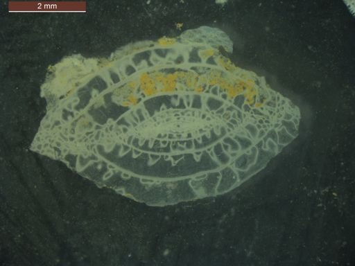 Paraschwagerina acuminata