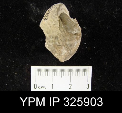 Linoproductus
