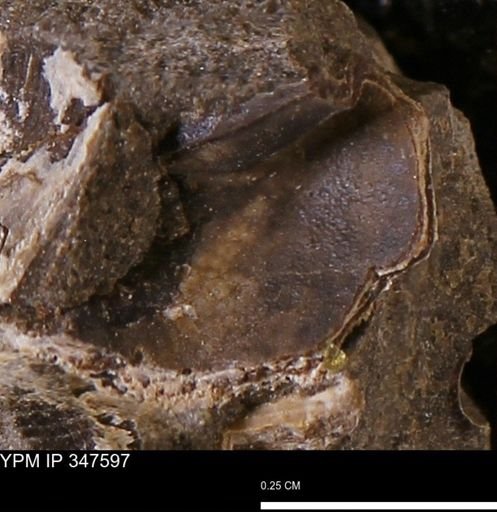 undet. Bivalvia