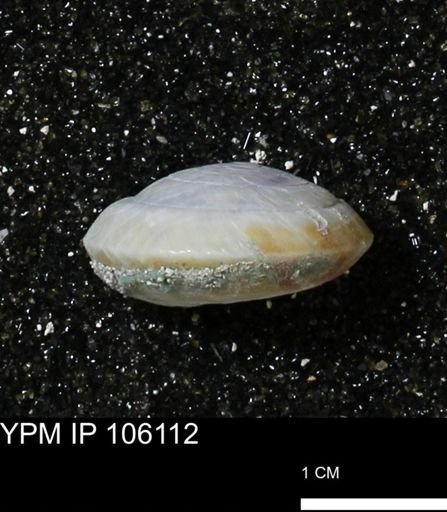 Poecilozonites bermudensis zonatus