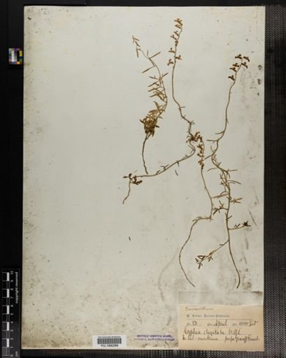 Plantae