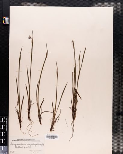 Sisyrinchium angustifolium