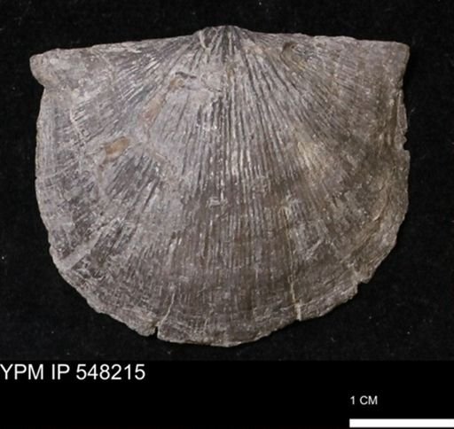 Stropheodonta demissa