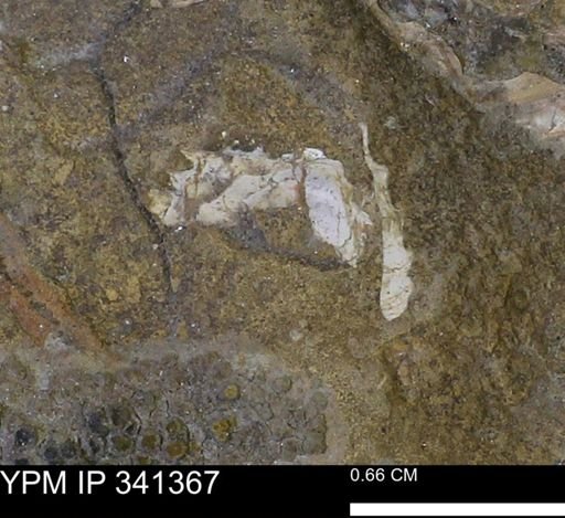 Scaphites sp.